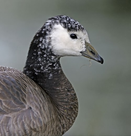 canada goose barnacle goose hybrid canada goose barnacle goose hybrid
